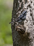 Black and White Warbler 2702